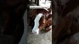 Si kecil udah mulai aktif bund, hehe #shortsvideo #trendingshorts #fypシ゚viral