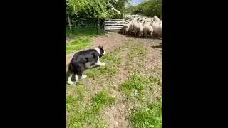 Border Collie Çoban Köpeği İş Başında