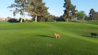 Coney at Westin Palm Springs