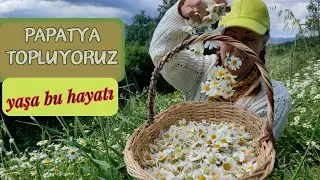 TERAPİ VİDEOSU - İZLEYİN MUTLU OLUN / Gelinimle Papatya Topladık / Şifalı Bitkiler
