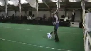 Dogdance Bant 2010 met kooikerhondje Lumi