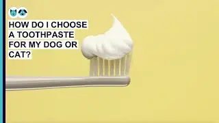 How Do I Choose a Toothpaste for My Dog or Cat? | Pet Dental Care Series