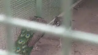 ПИТОМНИК ГОЛУБЕЙ И ЭКЗОТИЧЕСКИХ ПТИЦ!