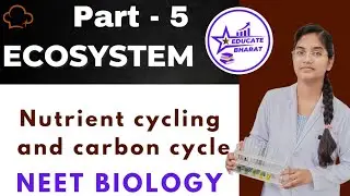 Nutrient cycling and carbon cycle | Ecosystem | Part 5 | Saumya Maurya MBBS BHU