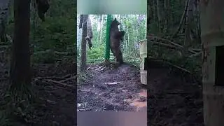МЕДВЕДЬ ИСПРОБОВАЛ ЧЕСАЛКУ. 