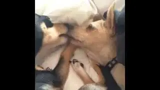 Puppy kisses.