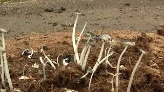 Mushrooms on Elephant Dung. Грибы на слоновьем навозе (2533sp)
