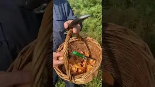 Where to look for saffron milk caps?