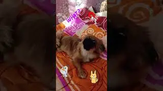 Команда "Крокодильчик", потом "Ещё", "Ещё". Дрессировка. И вуаля - короткий клип 😃🤩💕