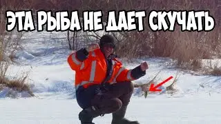ЭТА РЫБА НЕ ДАЁТ СКУЧАТЬ РЫБАКАМ!!! Рыбалка в МАРТЕ со ЛЬДА в ОТТЕПЕЛЬ. РЫБАЛКА 2022