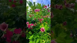 ОГРАДА ДОМА ДИРЕКТОРА ПОСЁЛКА 😍 КАК ВАМ?