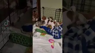 Бетти - щенячий медиатор