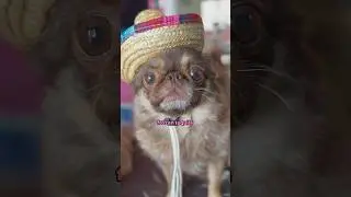 TEQUILA! #comedy #fogskit #puppy #dogsofinstagram ib: Awkward Puppets #youtubechamps