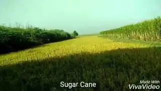 Tour Sindh - SugarCane Field
