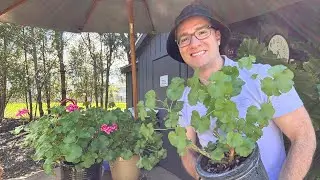 Moving Geraniums Outside After Winter Safely