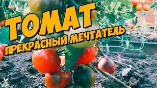 Прекрасный мечтатель. Полный обзор томата!