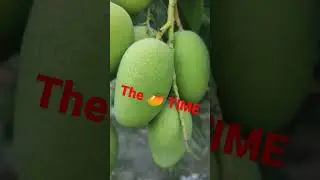 @mangomusic The Mango 🥭 Time