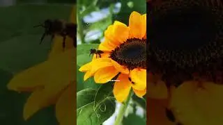 World Bee Day#bee #sunflwer#worldbeeday#pollinators#nature#gardening