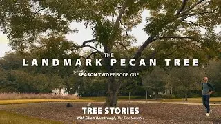 TREE STORIES: Season 2 - Episode One: The Landmark Pecan Tree
