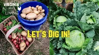 These Potato and Cabbage Varieties Did Great! - Season's Favorites Cabbage and Potatoes Zone 7B VA