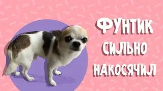 Чихуахуа Фунтик сильно НАКОСЯЧИЛ!!! (Chihuahua Funtik is very guilty)