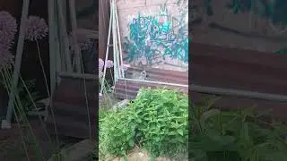 #котики