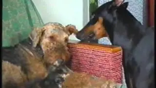 Дружба котёнка и двух собак .