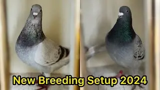 New Breeding setup of Racing Pigeons 2024 | Racer Pigeon | Kalapati