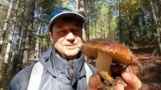 Грибы в конце ноября.  Торосские горы. 27.11.2023г.