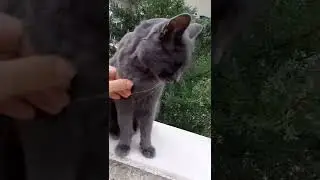 Russian blue Cat