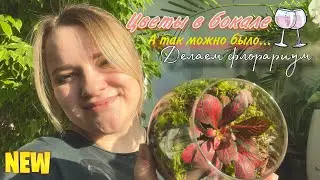 Флорариум , как сделать? Простой способ! Смогут все!!