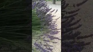 Шмель, Лаванда, Тбилиси (Low Motion)