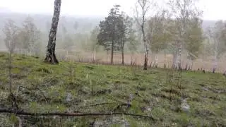 Снег в мае в тайге