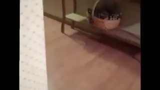 Собака собирается на дачу