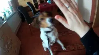 Dog prepares for walk