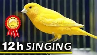 Canary singing 12h The Best Training Song - Champion