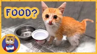 Что стало дальше со спасенным рыжим котенком из под колес авто?