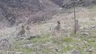 Hunting for chukar oxota na keklik kurapatka