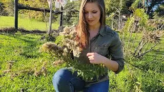 Heirloom Seed Saving