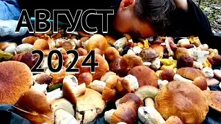 БЕЛЫЕ ГРИБЫ АВГУСТ 2024// 2 СЕРИЯ ЛЕЗУТ НЕ ПО ДЕТСКИ