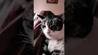Симба Телеграм