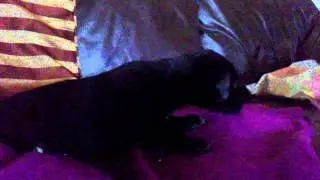 The day we got Lola