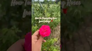 Unlock the Art of Propagating Roses from Cuttings! 🌹🌱 Must Watch! #shorts #roseplant