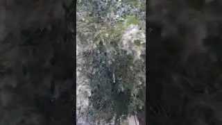 Тополиный пух жара июнь...