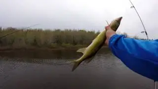Pickerel Fishing - Harts Lake -  pontoon fishing, Gagetown, New Brunswick