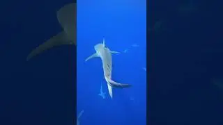 Do You Wonder What It’s Like To Shark Dive With Us? 🦈 #sharks #hawaii #diving #ocean #a