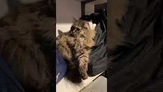 Спокойной ночи #котики