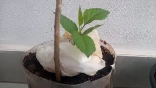 pé de maçã estão crescendo