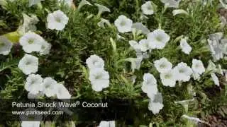 Petunia Shock Wave® Coconut