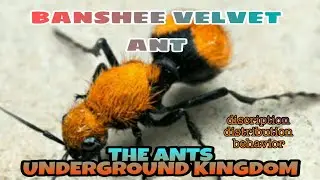 THE ANTS: UNDERGROUND KINGDOM - BANSHEE VELVET. Distribution, Description and Behavior.